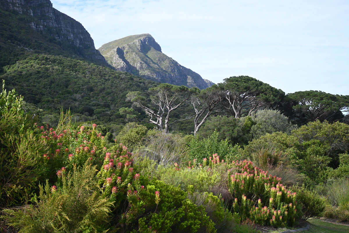 Dense indigenous planting beneath the mountain at Kirstenbosch