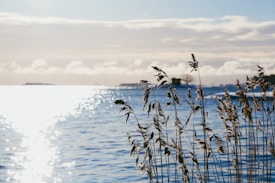 Tall grasses sway gently in the foreground against the backdrop of a calm, sunlit lake. The water reflects the bright light from the sky, and distant landmasses are visible across the horizon. Light clouds hover above, adding a serene touch to the scene.