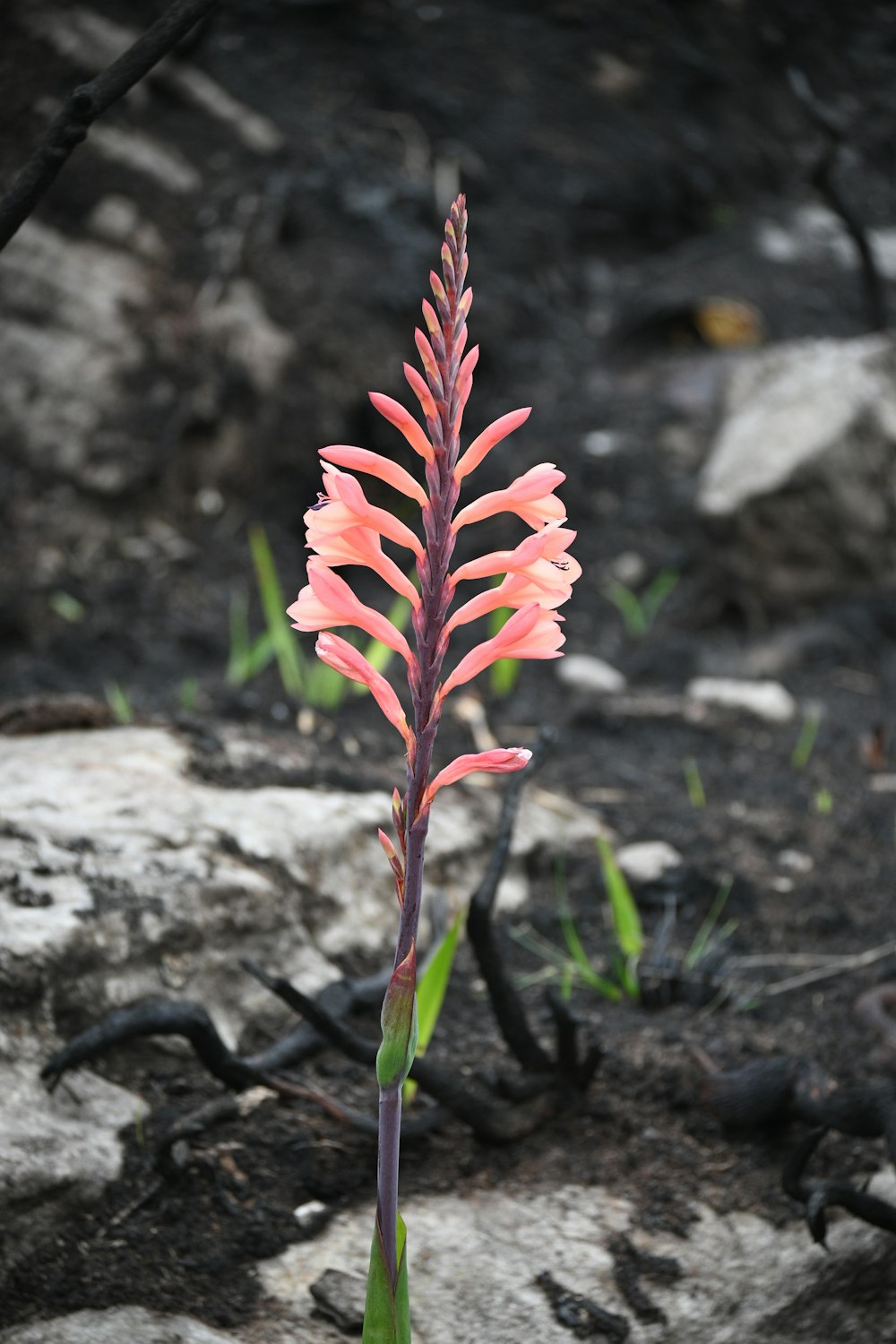 a pink flower is growing out of the ground