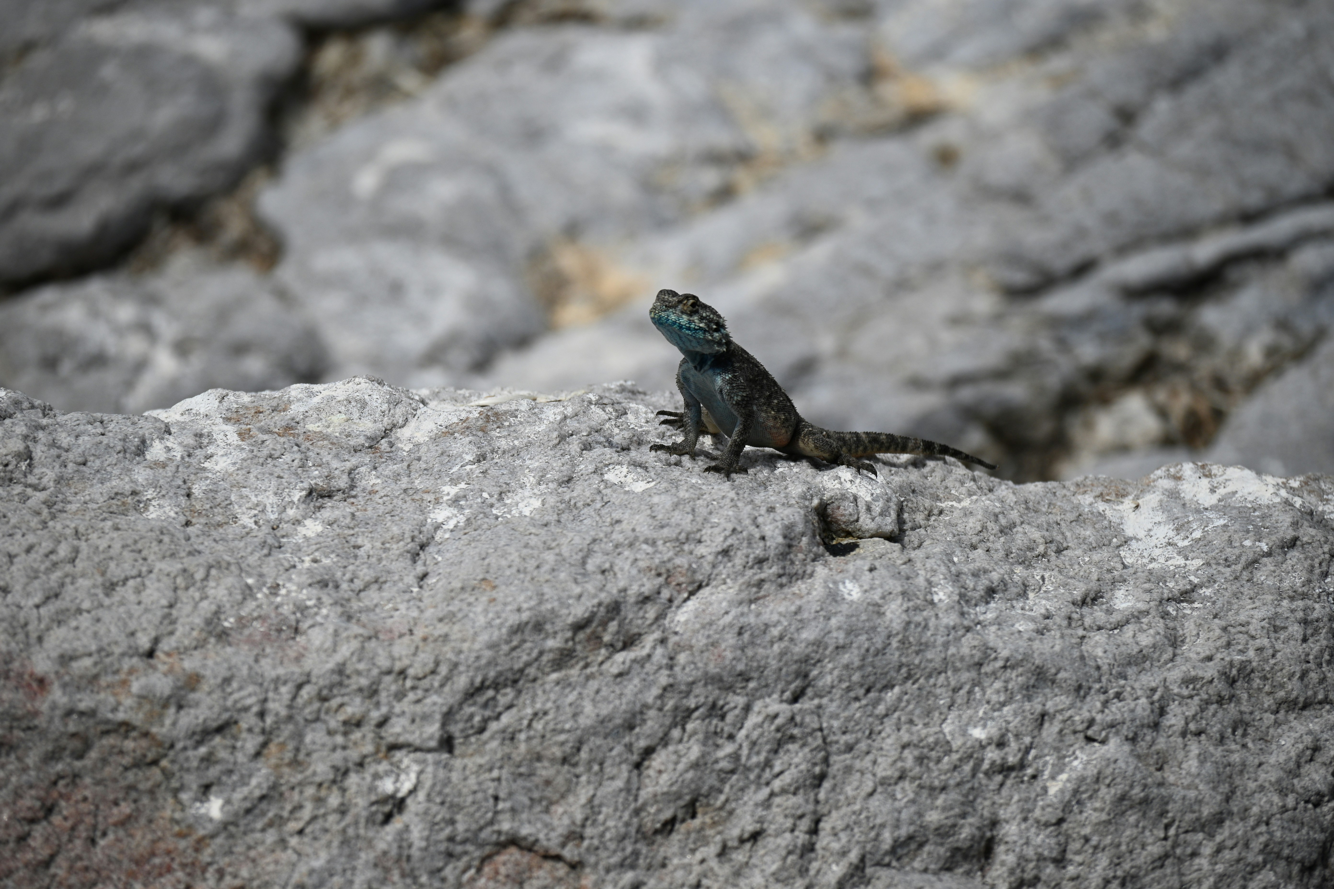 a small lizard is sitting on a rock