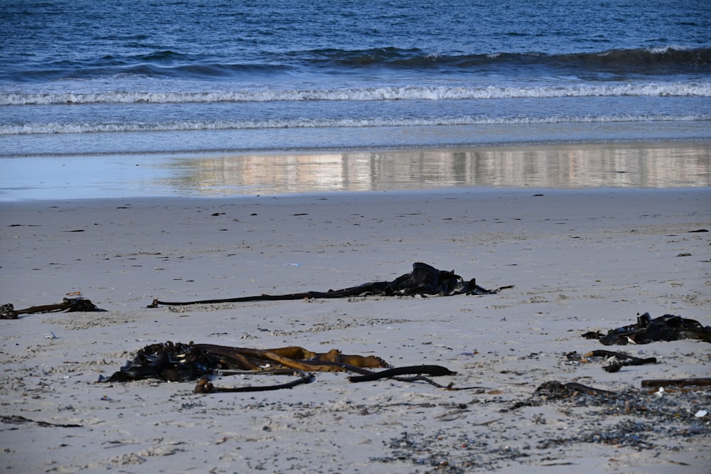 a bunch of debris on a beach near the ocean
