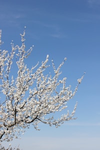 Peach Blossom Tree