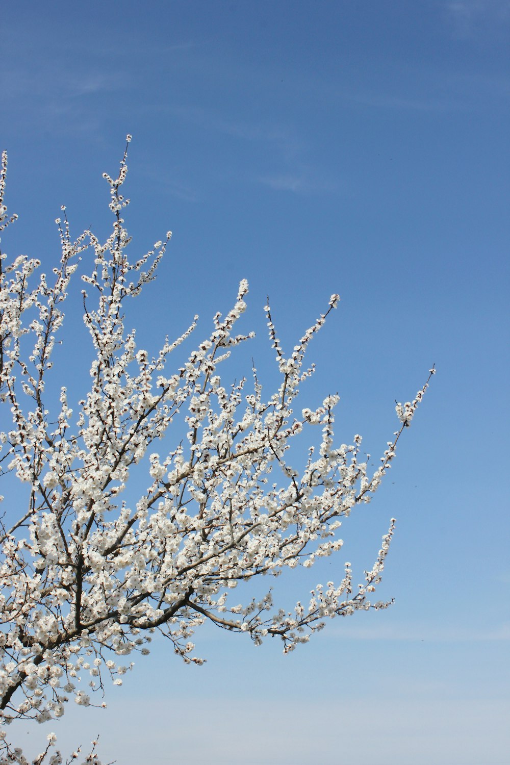 a tree with white flowers in front of a blue sky