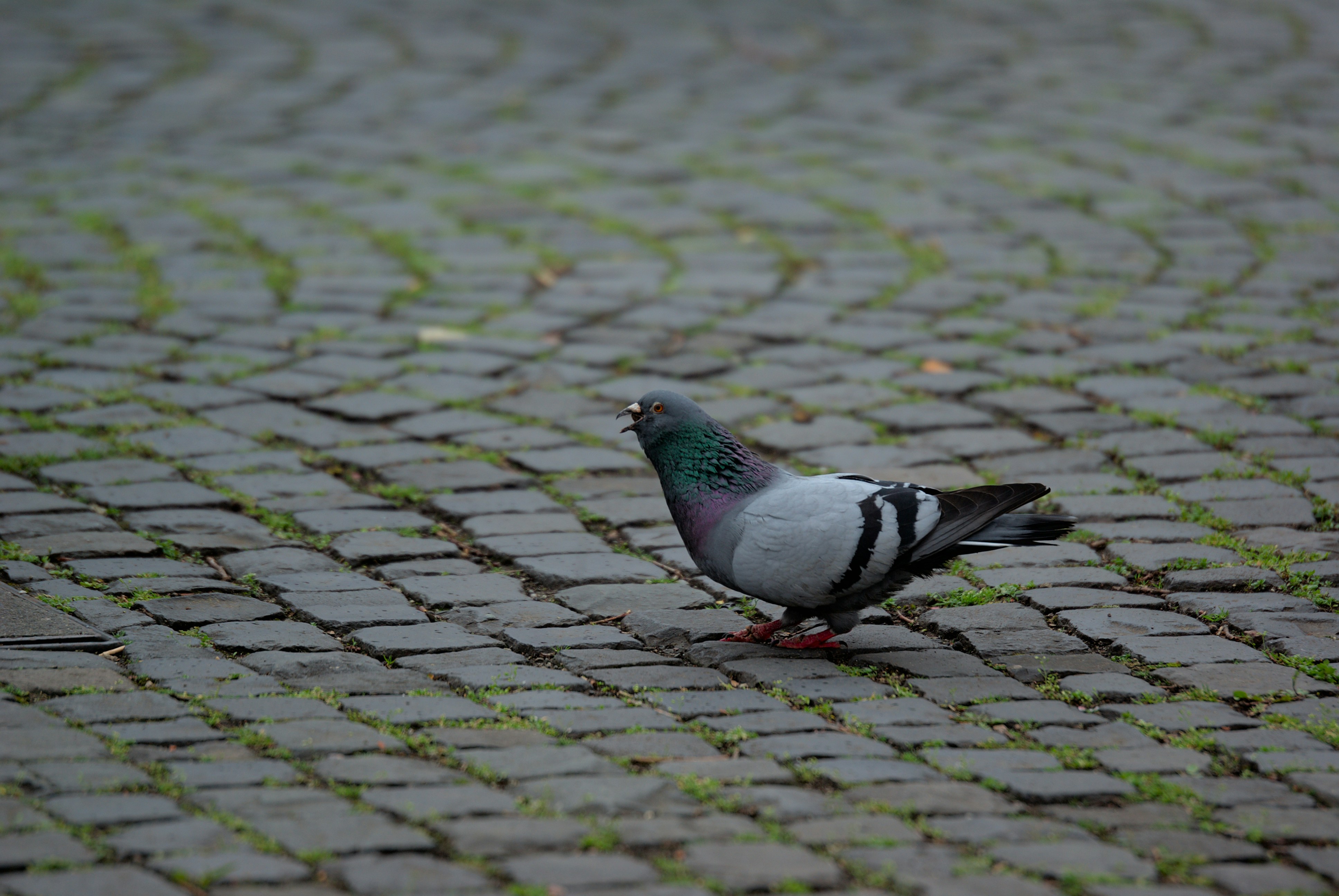 Photo by paulschnuerle