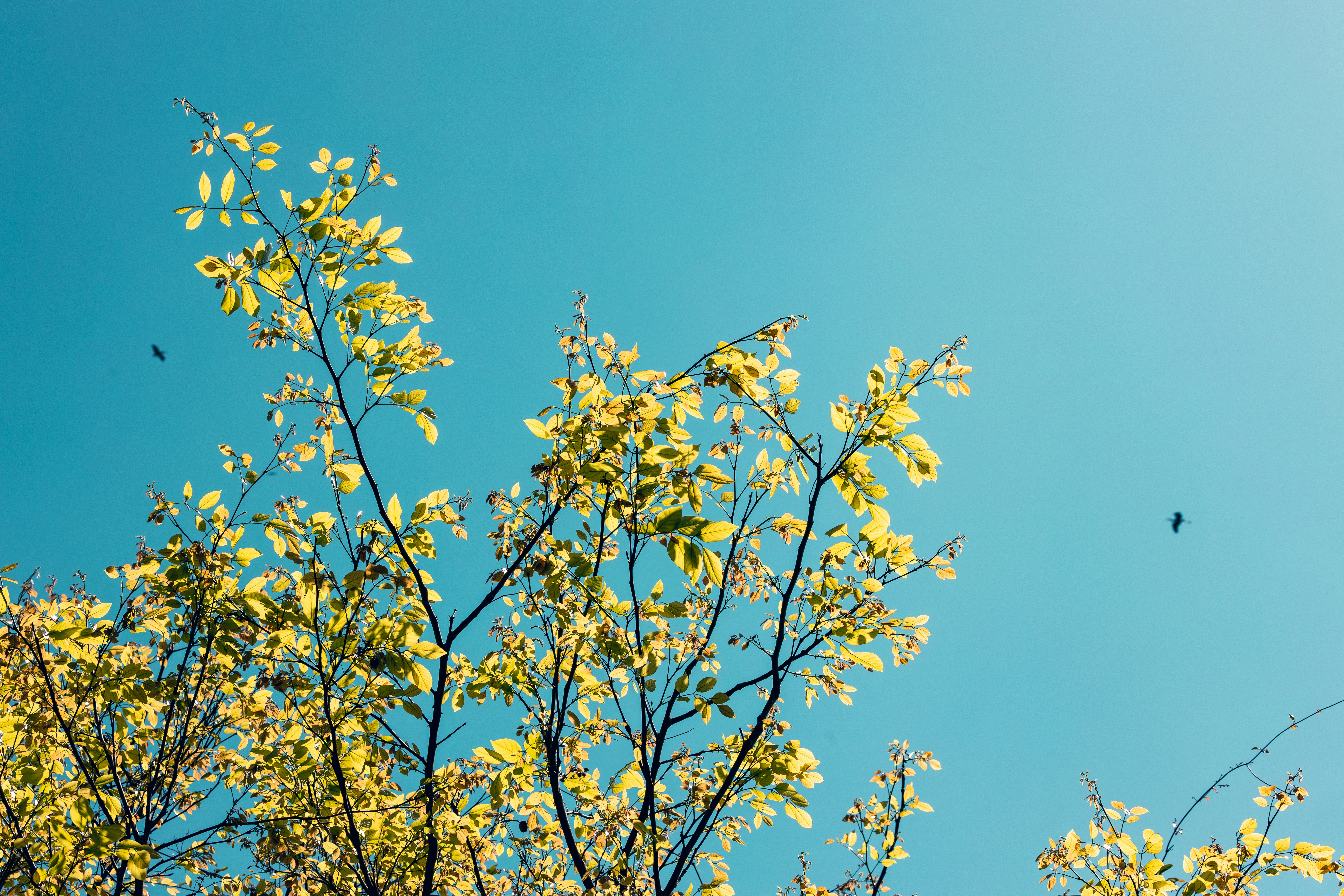 Ein Baum mit gelben Blättern vor blauem Himmel