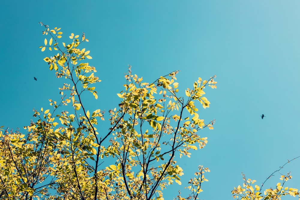 a tree with yellow leaves against a blue sky