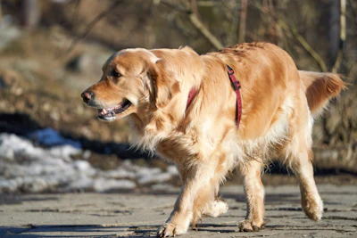 a golden retriever is walking on a snowy path