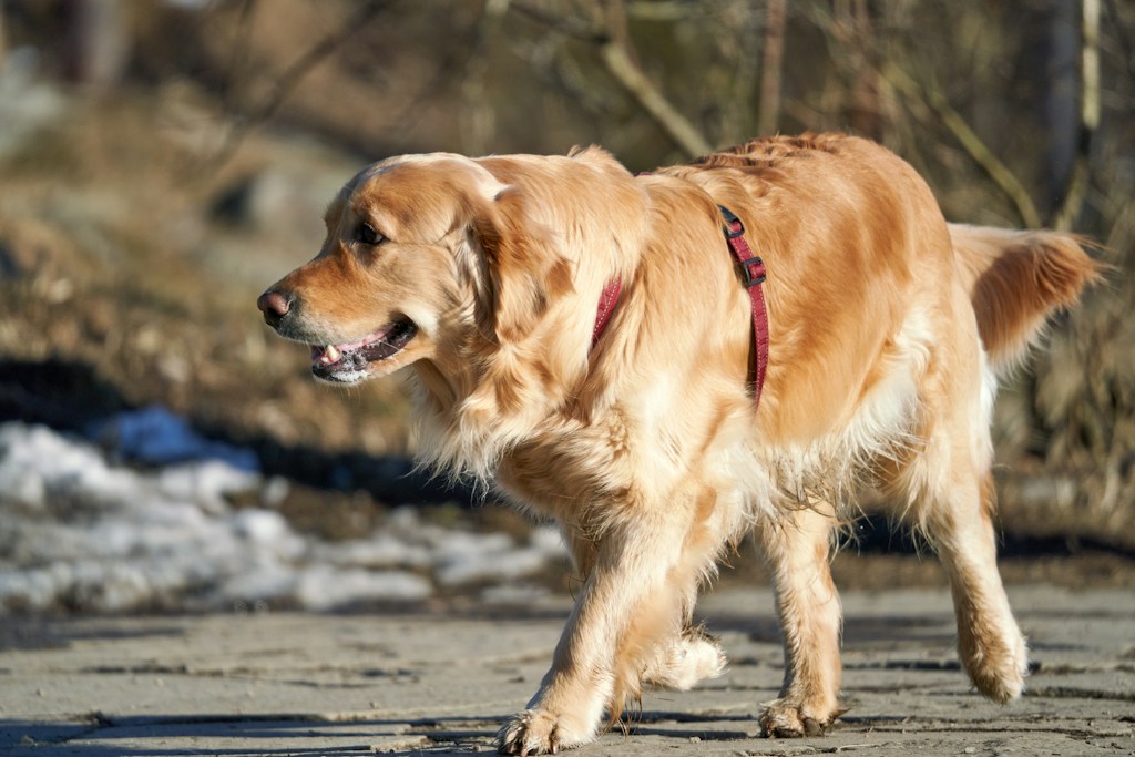 Everyday Comfort Harness