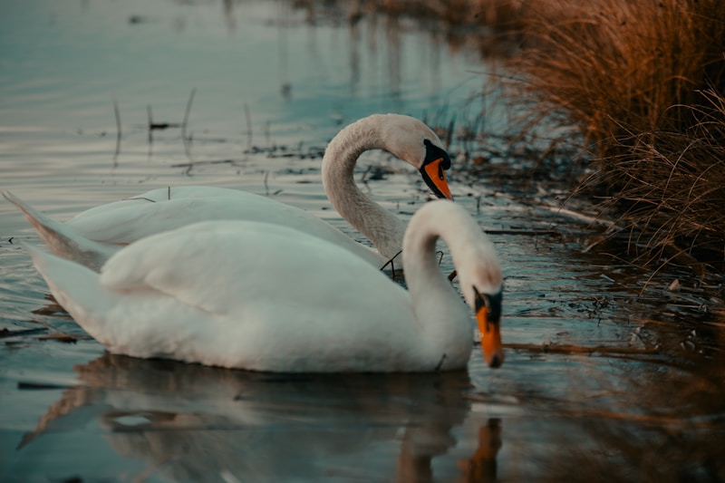 Majestic swan in calm waters