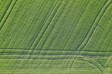 Drone view over lush green agricultural fields with visible crop patterns.