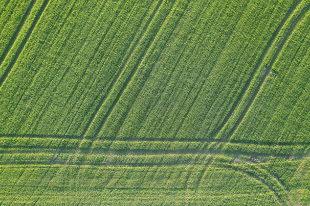 Vivid portrayal of Trazability Greens division monitoring agricultural processes, with green and black themes blending into lush fields.