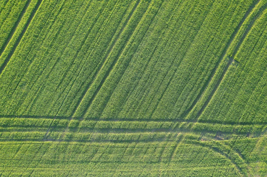 A vibrant green agricultural field with digital data overlays symbolizing smart farming technology.