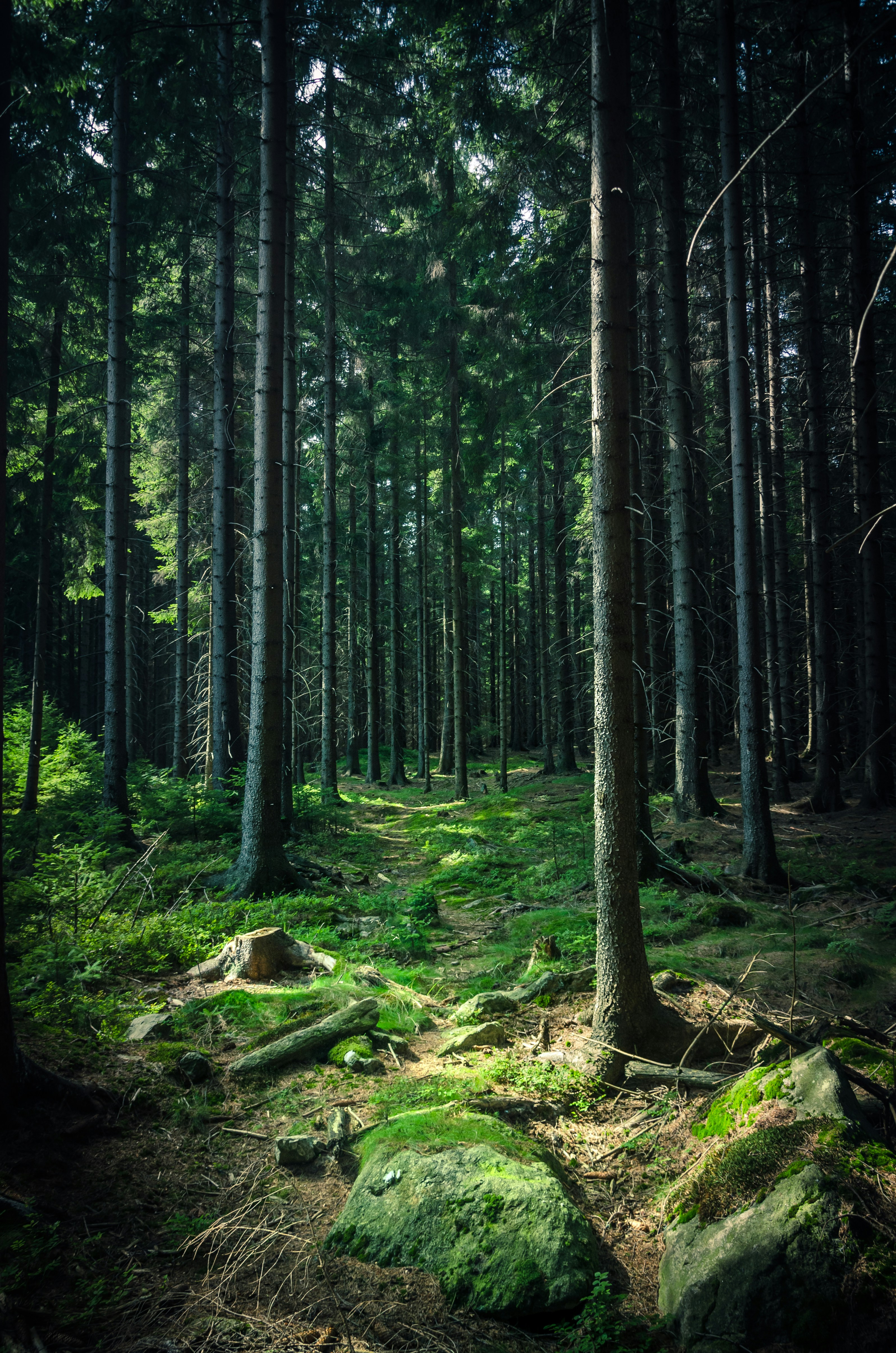 Gear Up for the Wild: Essential Tactical Gear for Wilderness Survival