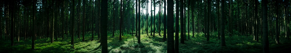 a forest filled with lots of tall trees