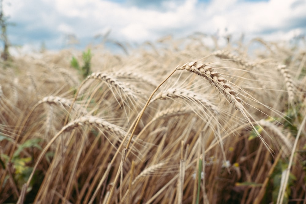 a close up of a wheat field with clouds in the background