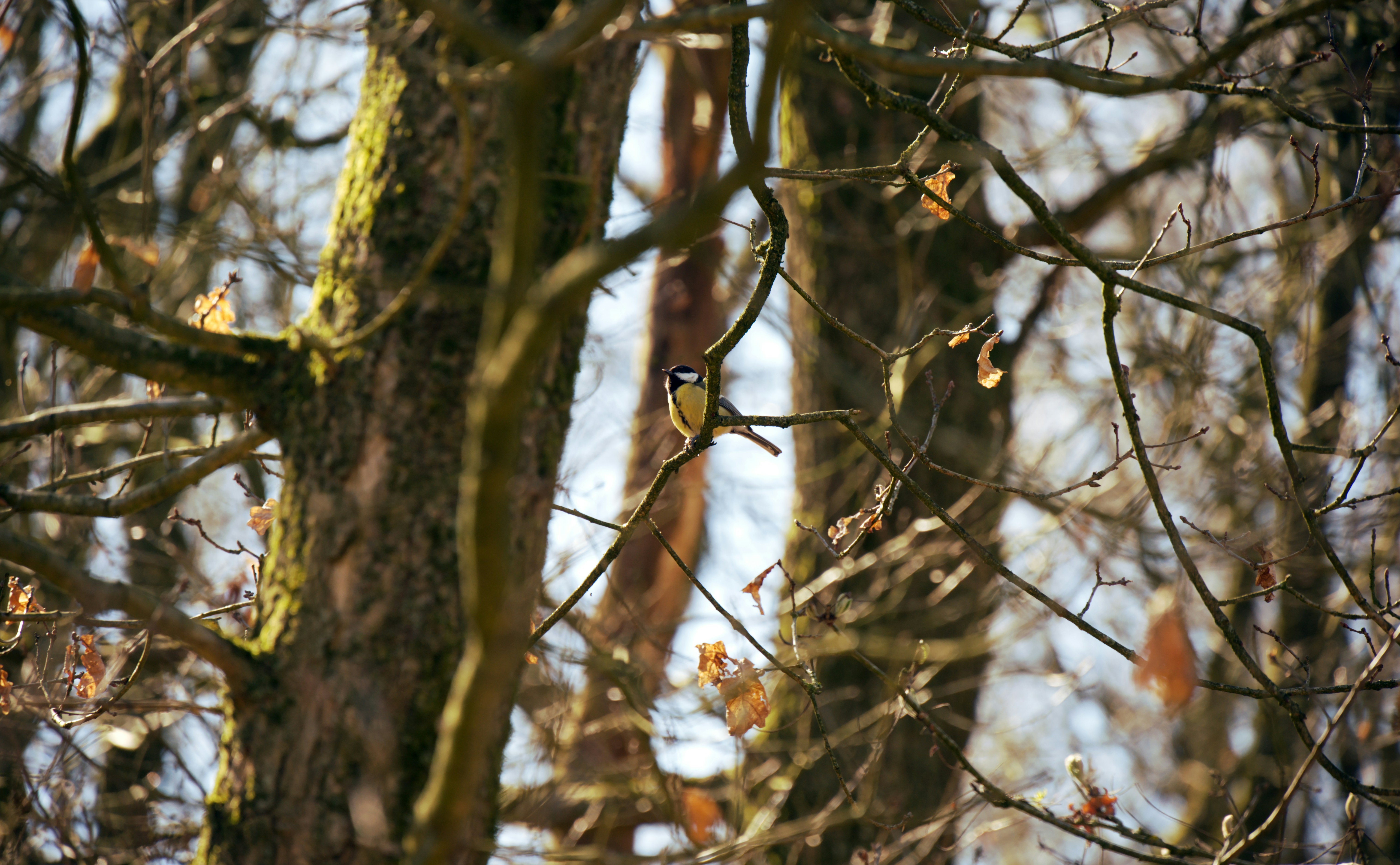 Photo by job_vermeulen