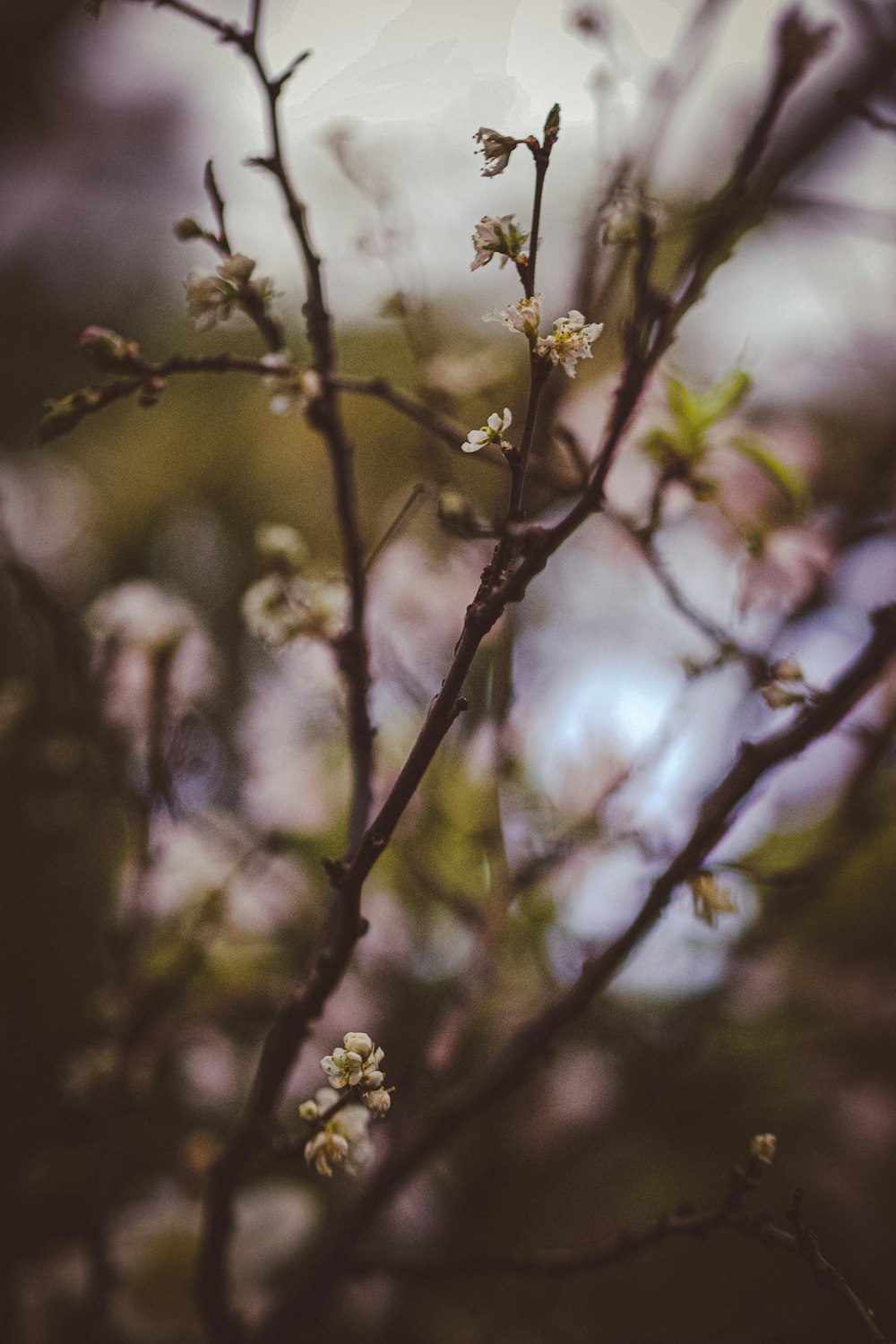 a branch with small white flowers on it