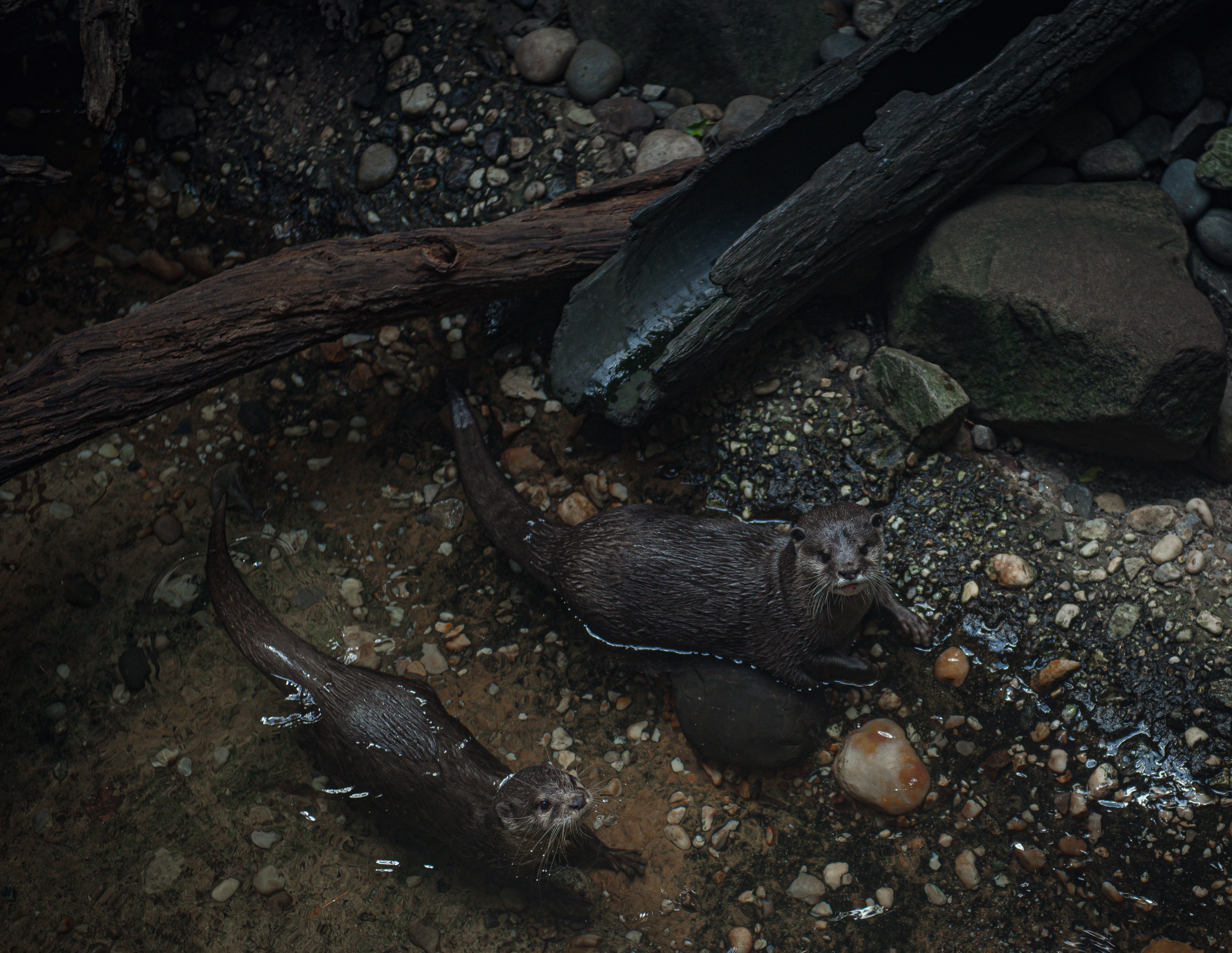 photo-1680555462943-b6b76b2d5d8e?ixid=M3wxMjA3fDB8MXxzZWFyY2h8N3x8YmFieSUyMGF4b2xvdGwlMjBmb3IlMjBzYWxlfGVufDB8fHx8MTc2NDg4NjA5OXww\u0026ixlib=rb-4.1.0