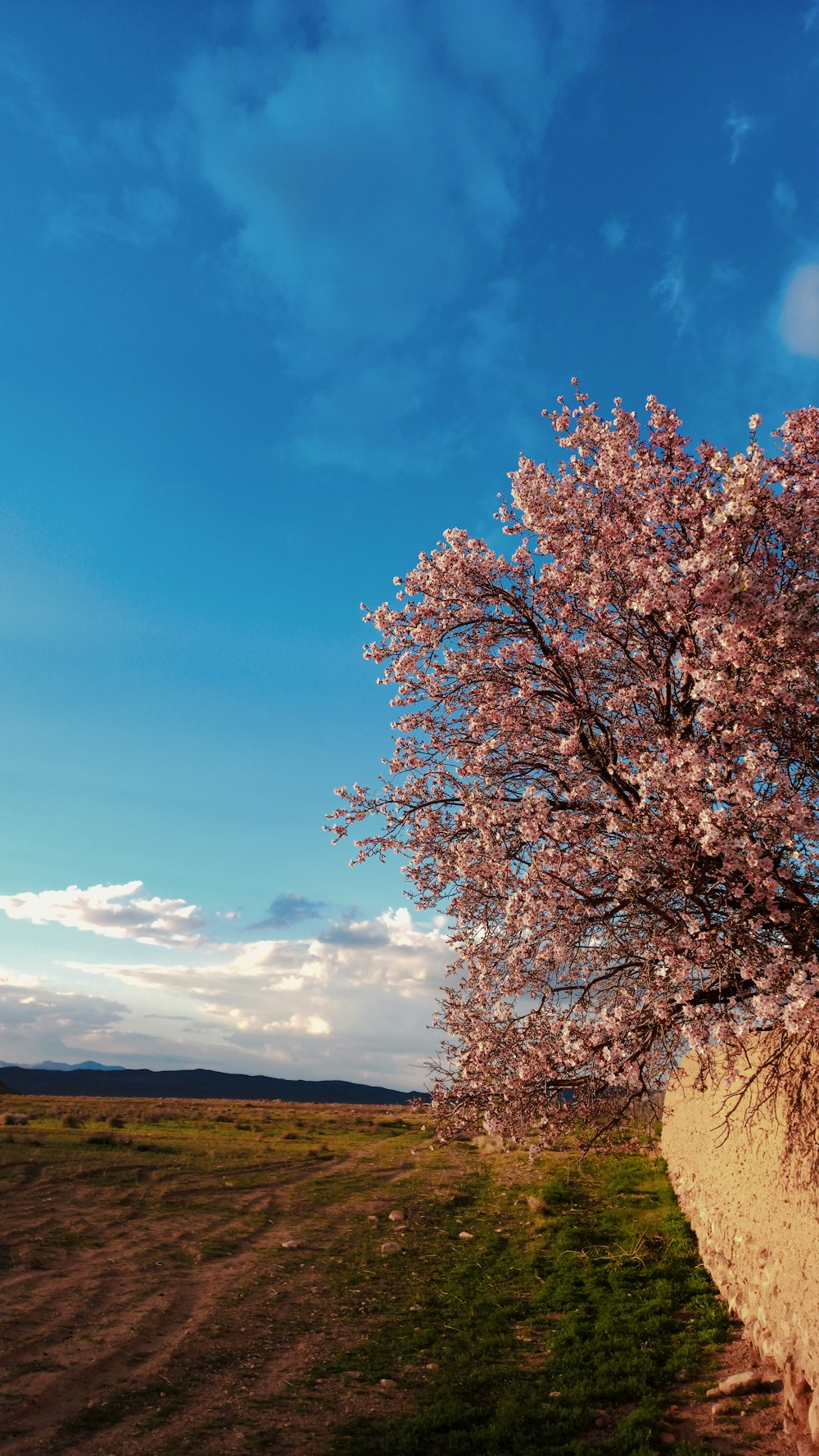 a lone tree in a field with a blue sky in the background