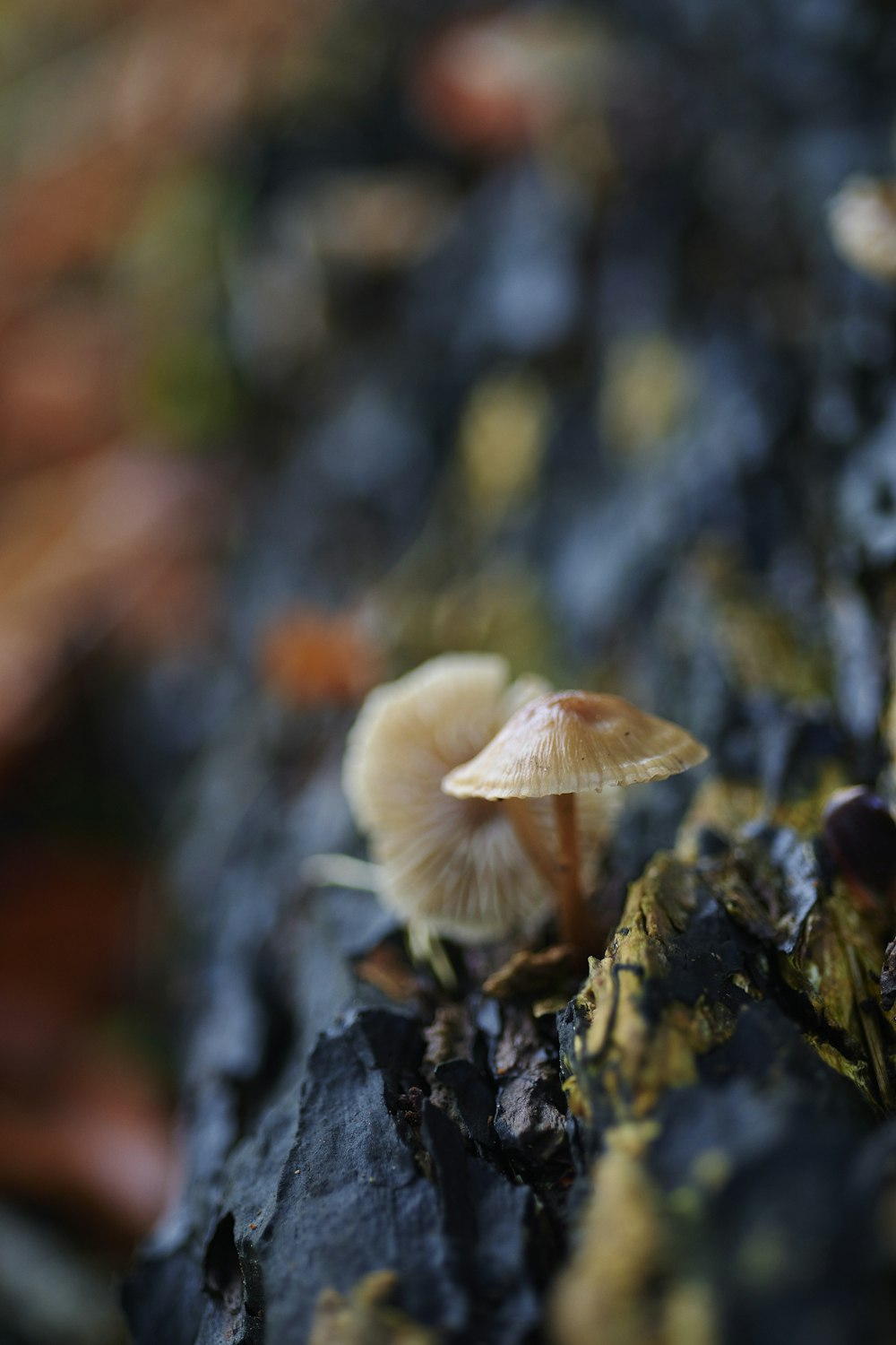 Un primo piano di un fungo su una roccia
