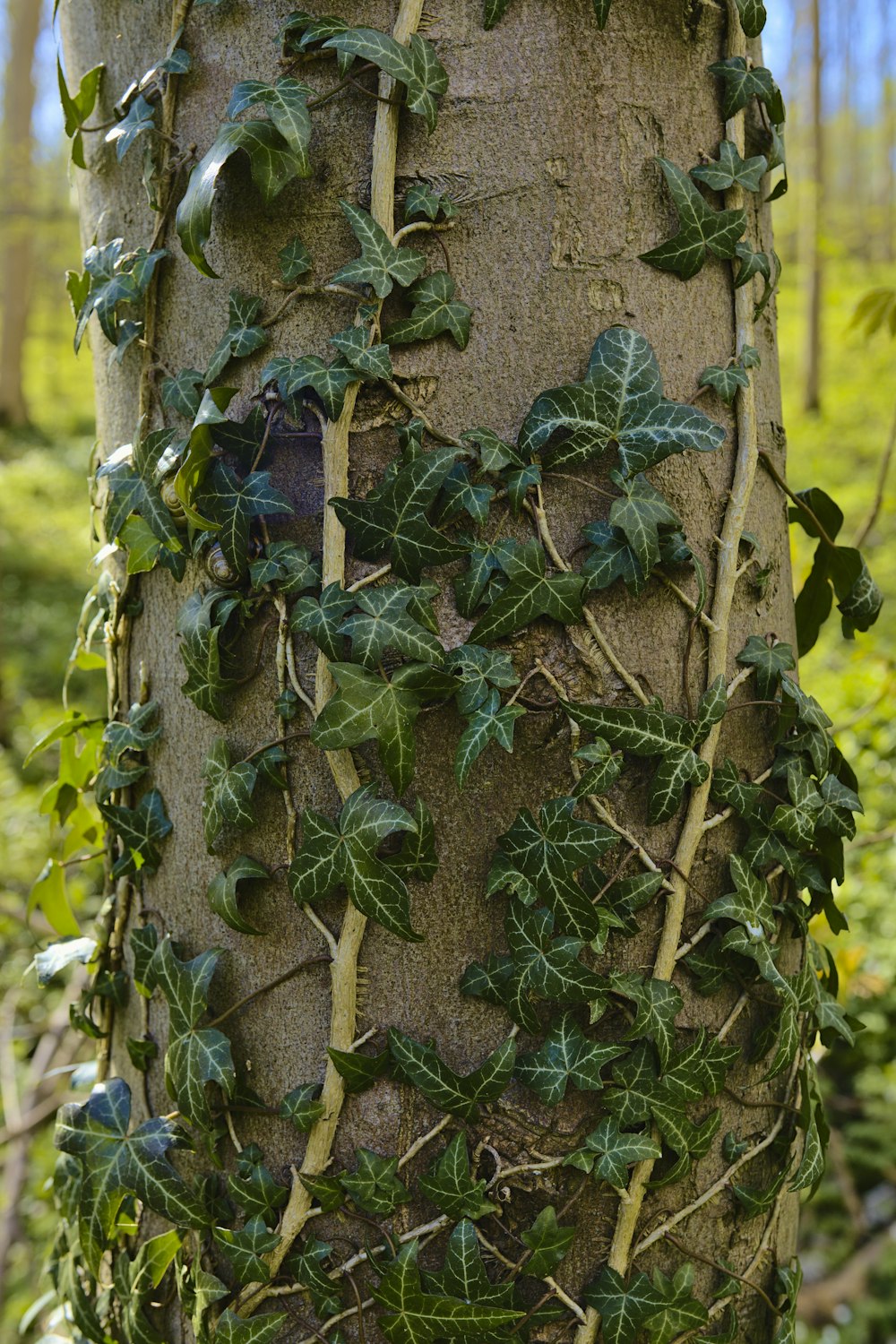 ivy growing on a tree trunk in a forest