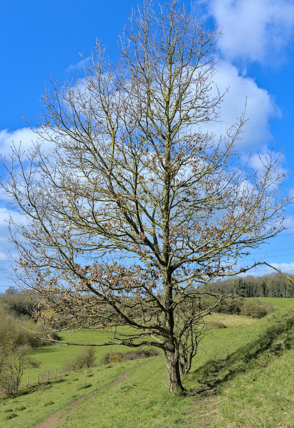 a tree with no leaves in a grassy field