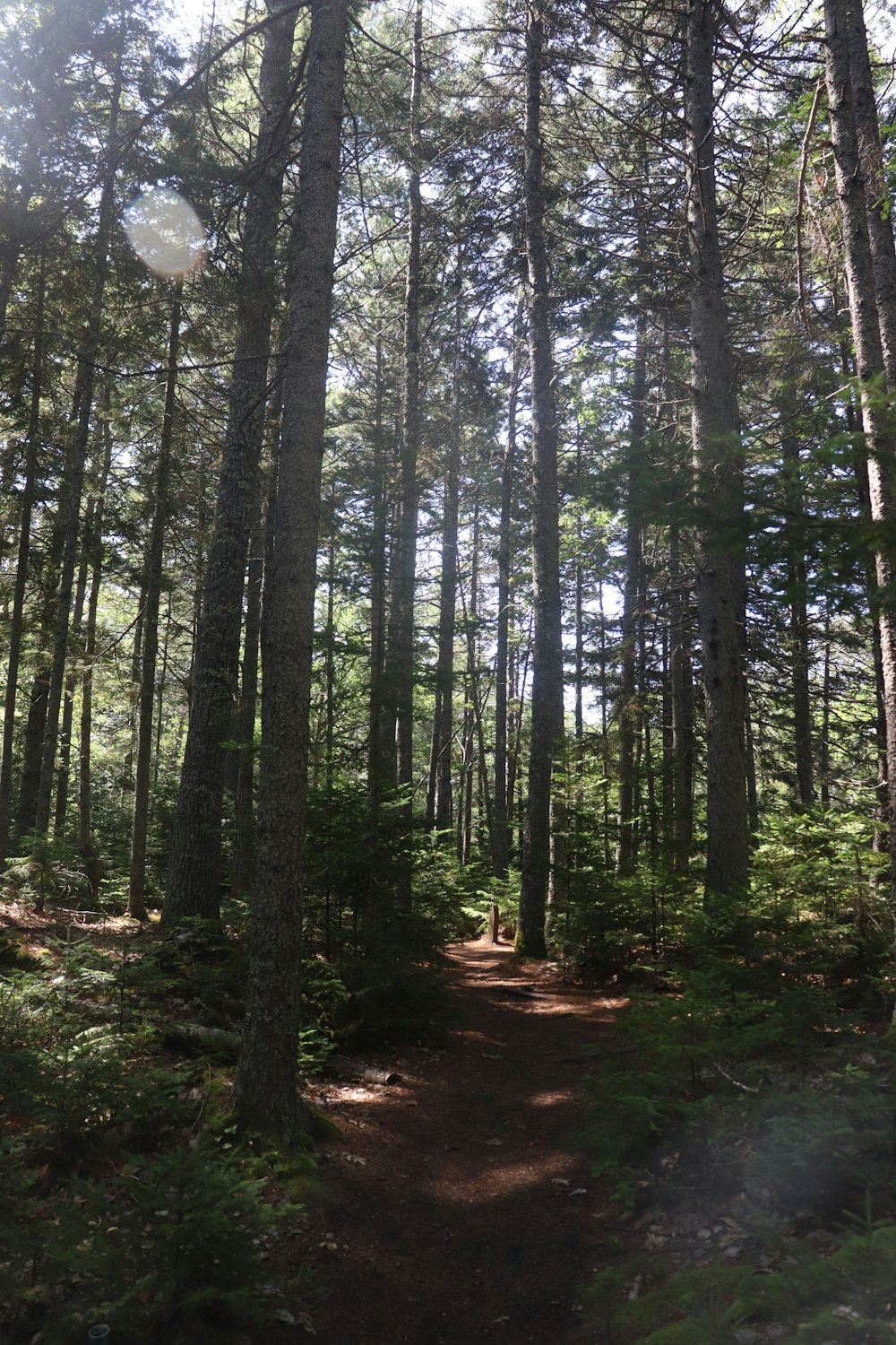 a path in the middle of a forest with lots of trees