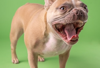 a brown and white dog standing on a green background