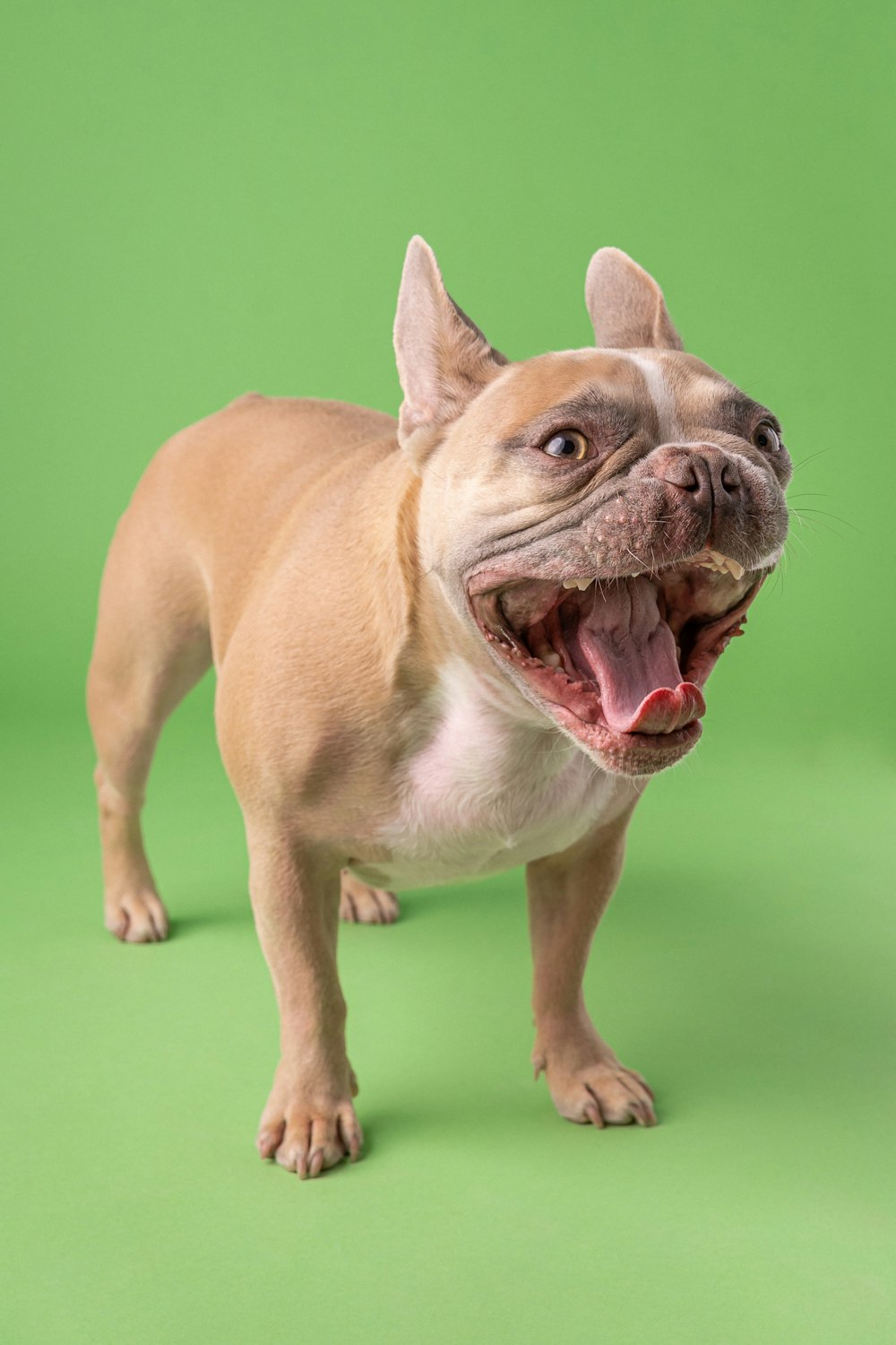 緑の背景に立つ茶色と白の犬