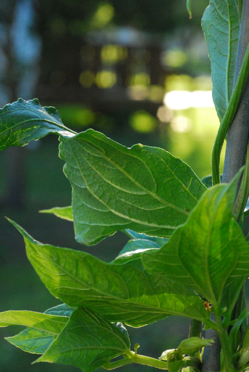 a close up of a green plant with leaves