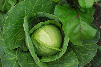 a head of cabbage growing in a garden