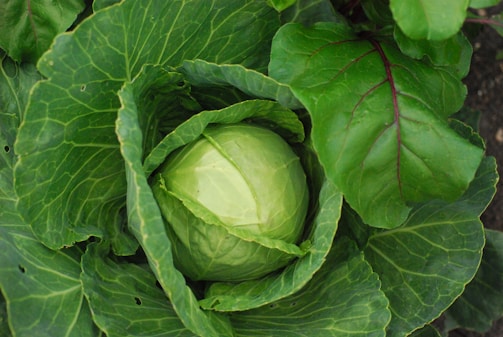 a head of cabbage growing in a garden