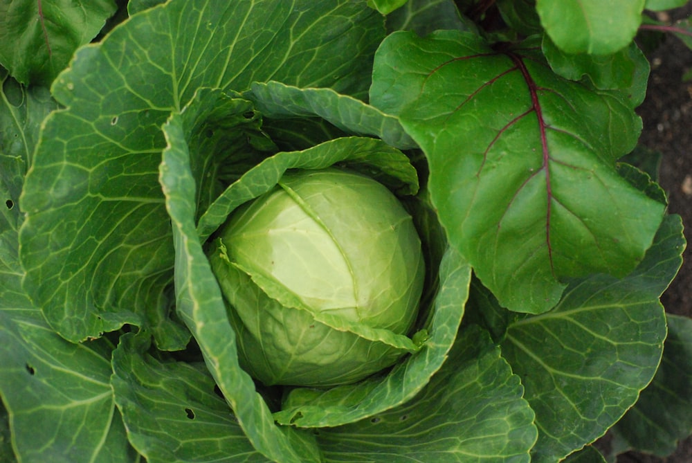 a head of cabbage growing in a garden