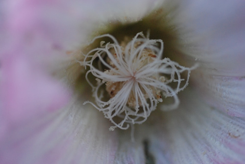 a close up of a pink flower with white stamen