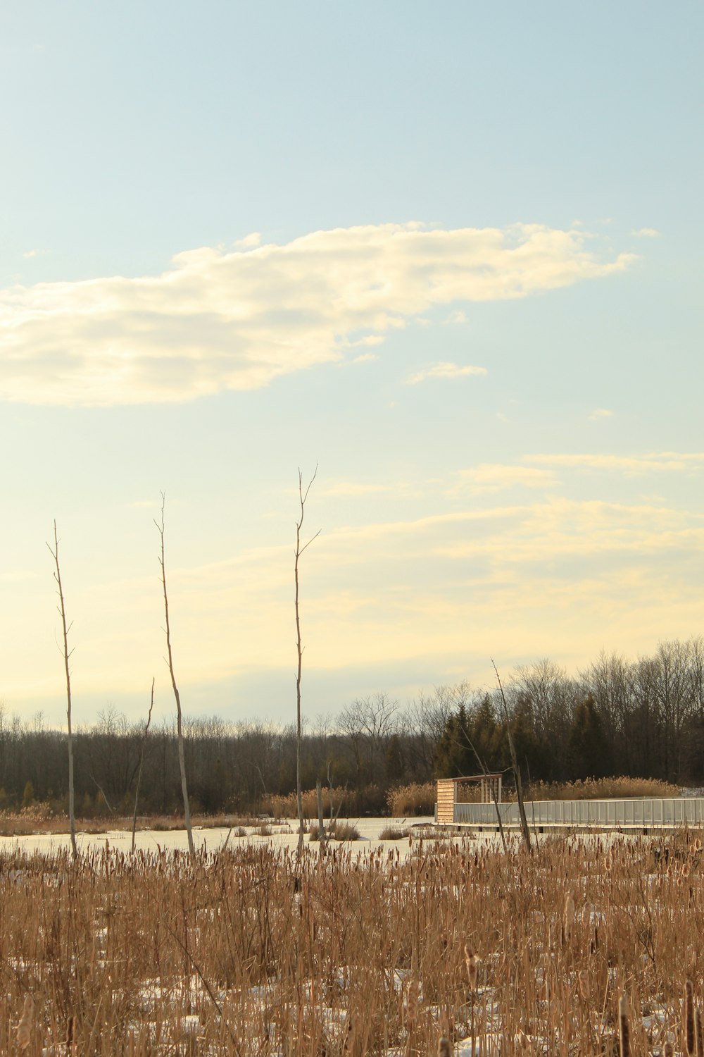 a field with dead trees and a building in the distance