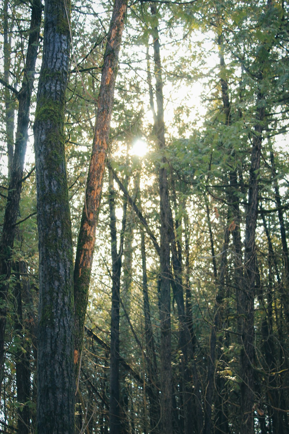 the sun shines through the trees in the woods