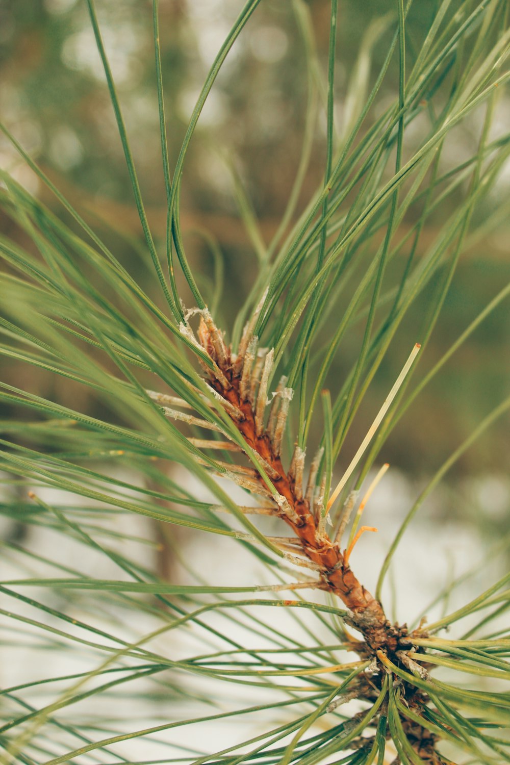 a close up of a pine tree branch