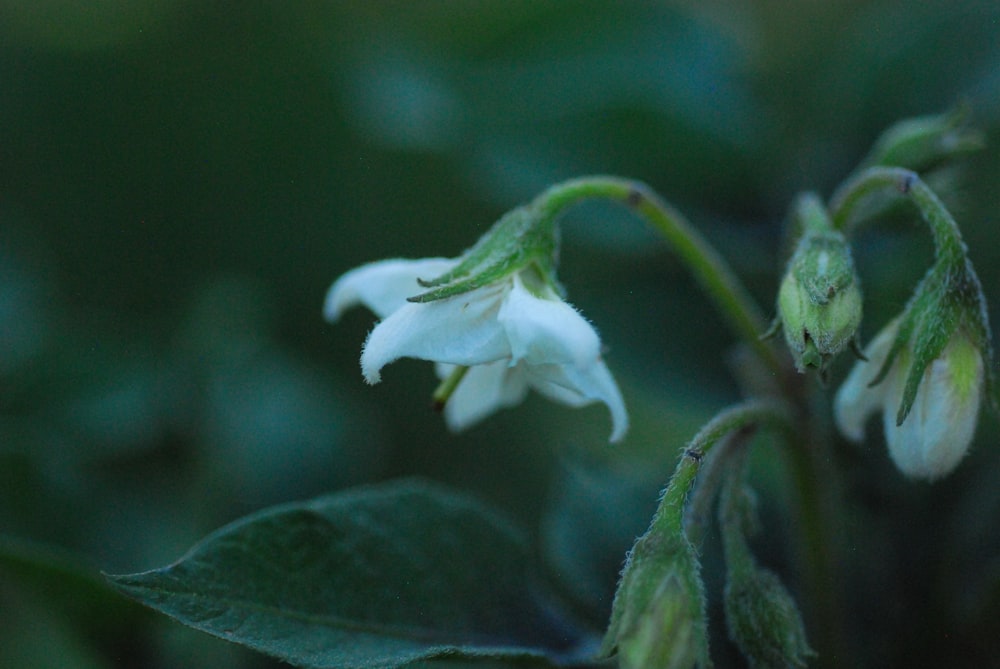 a close up of a white flower with green leaves