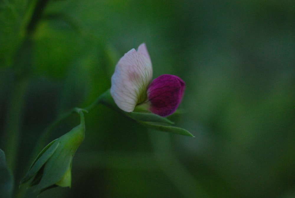 a pink and white flower sitting on top of a green plant