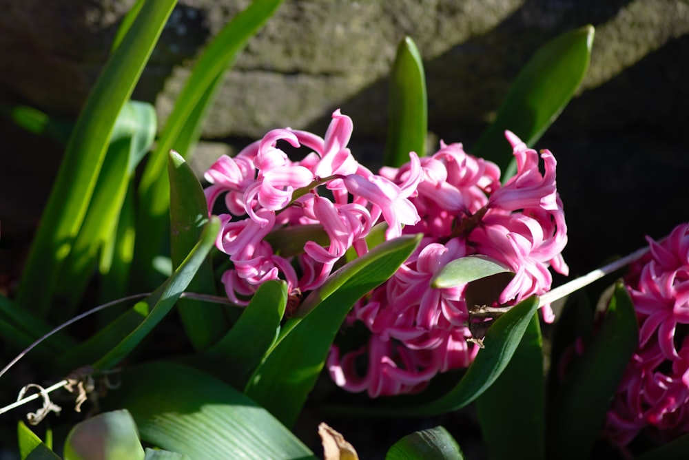 a bunch of pink flowers sitting next to each other