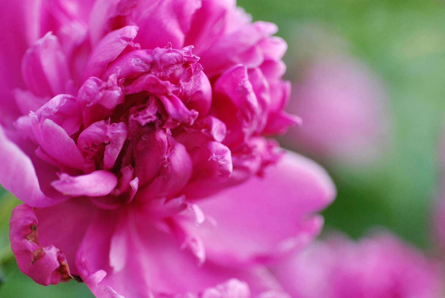 A single magenta peony opening against wet green leaves, shot at close range