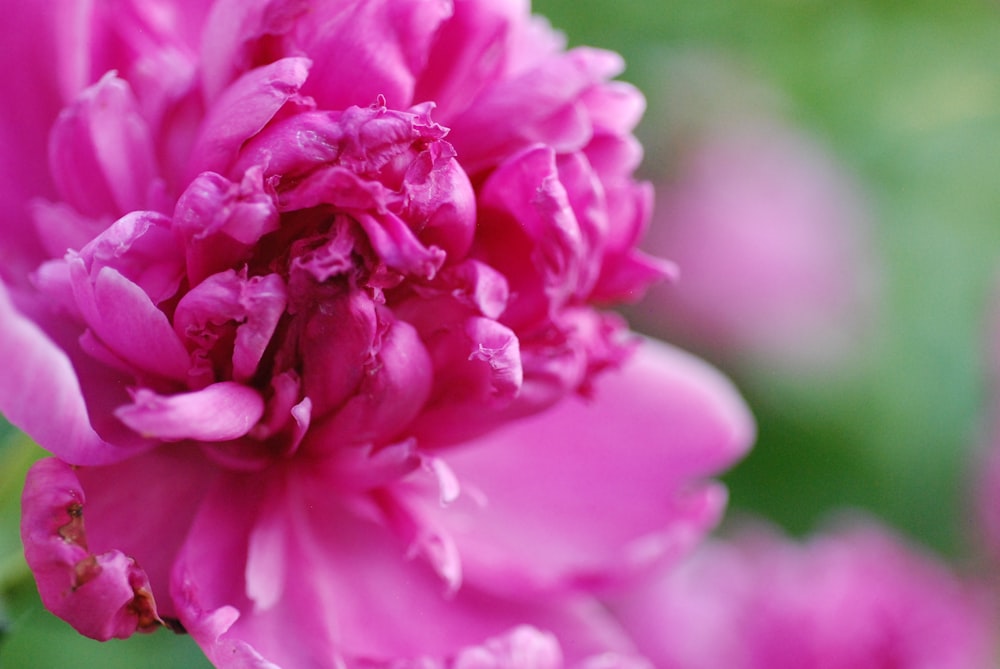 a close up of a pink flower with a green background