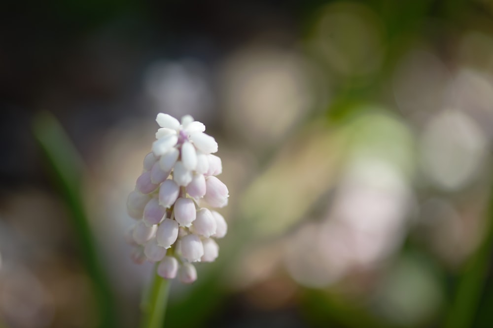 a close up of a small white flower