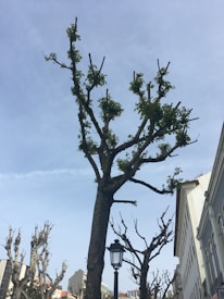 A row of trimmed trees with sparse green leaves stands alongside buildings under a clear blue sky. A street lamp is positioned in front of the central tree, and a subtle contrail streaks across the sky.