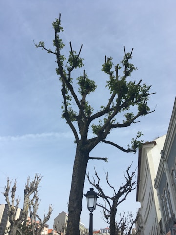 A row of trimmed trees with sparse green leaves stands alongside buildings under a clear blue sky. A street lamp is positioned in front of the central tree, and a subtle contrail streaks across the sky.
