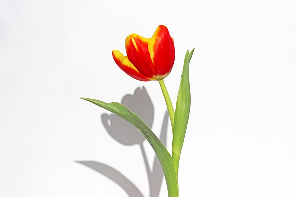 a single red and yellow tulip in a vase