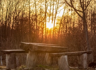 A rustic wooden table and benches set in a natural setting with bare trees in the background. The sun is setting, casting a warm glow through the branches.