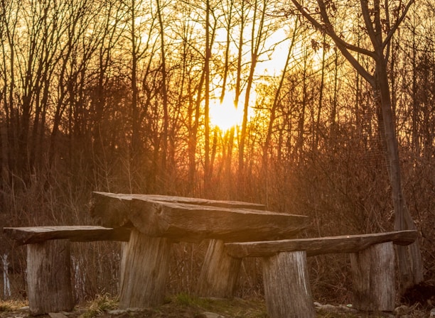 A warm, sunlit scene of two families sharing a meal around a rustic wooden table.