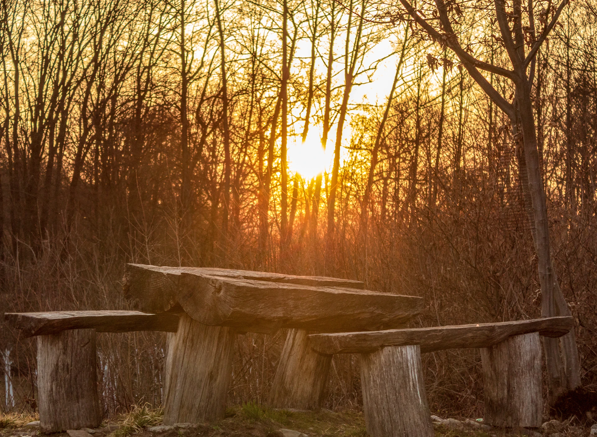 A rustic wooden table set outdoors with sizzling grilled meats and fresh sides, bathed in warm afternoon light.