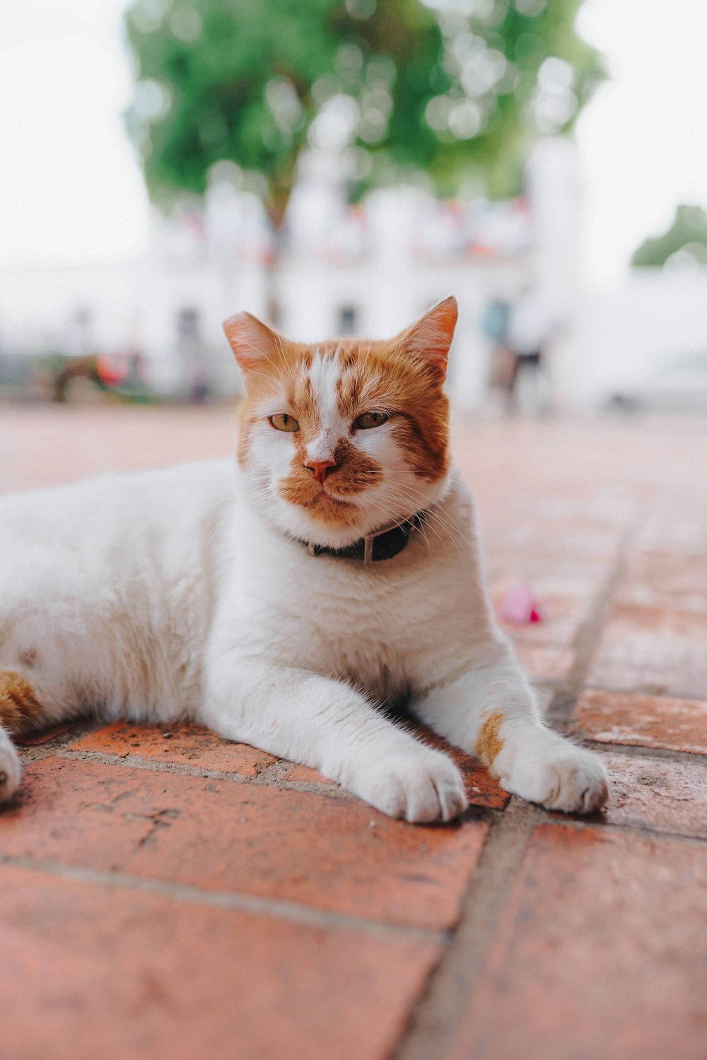Un gatto arancione e bianco che giace a terra foto – Santo domingo Immagine  gratuita su Unsplash